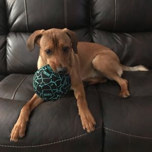 Meet your Posher, Rose